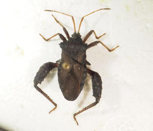 Camptischium clavipes